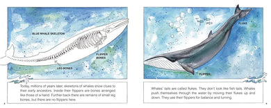Whales (New & Updated) US - Hardback
