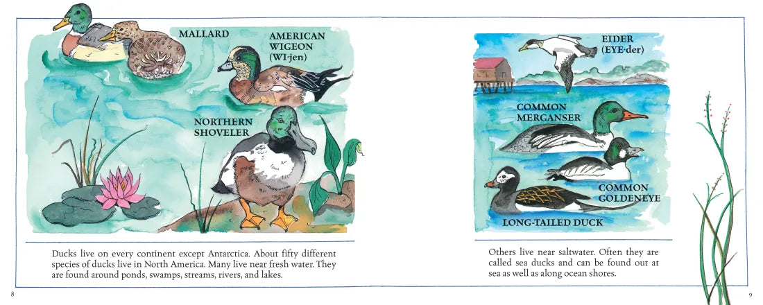 Ducks! (New & Updated) US - Hardback