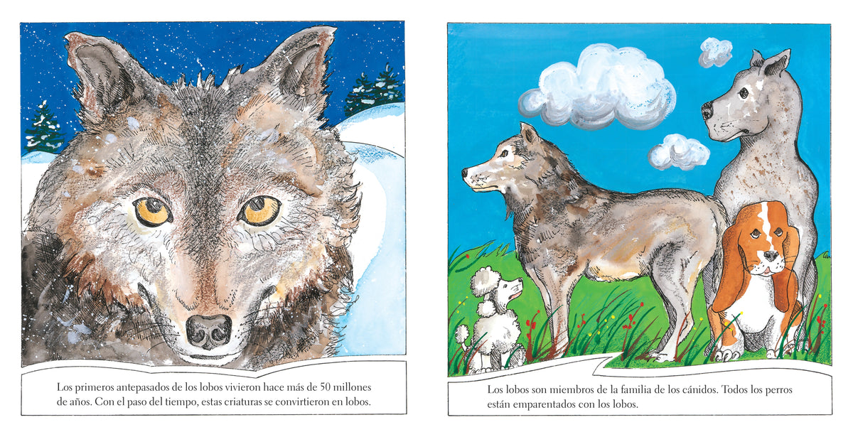 Lobos interior 2 (ISBN 9780823460014)