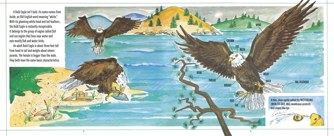Bald Eagles US - Hardback