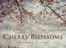 Cherry Blossoms-Photography and photographs-買書書 BuyBookBook