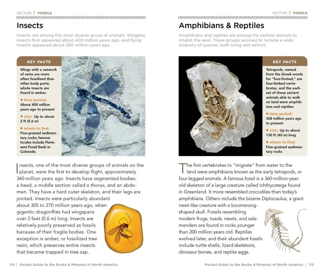 National Geographic Pocket Guide to Rocks and Minerals of North America US - Paperback / softback