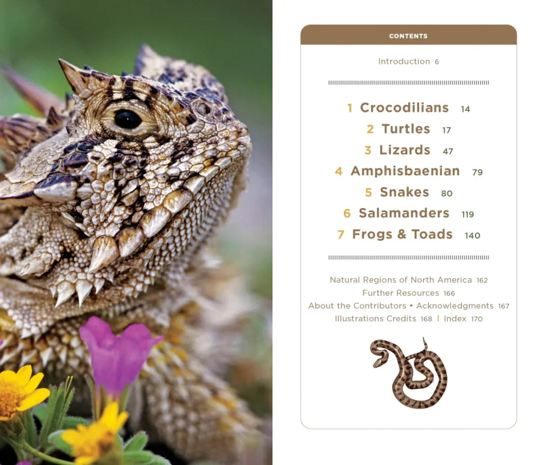 National Geographic Pocket Guide to Reptiles and Amphibians of North America US - Paperback / softback