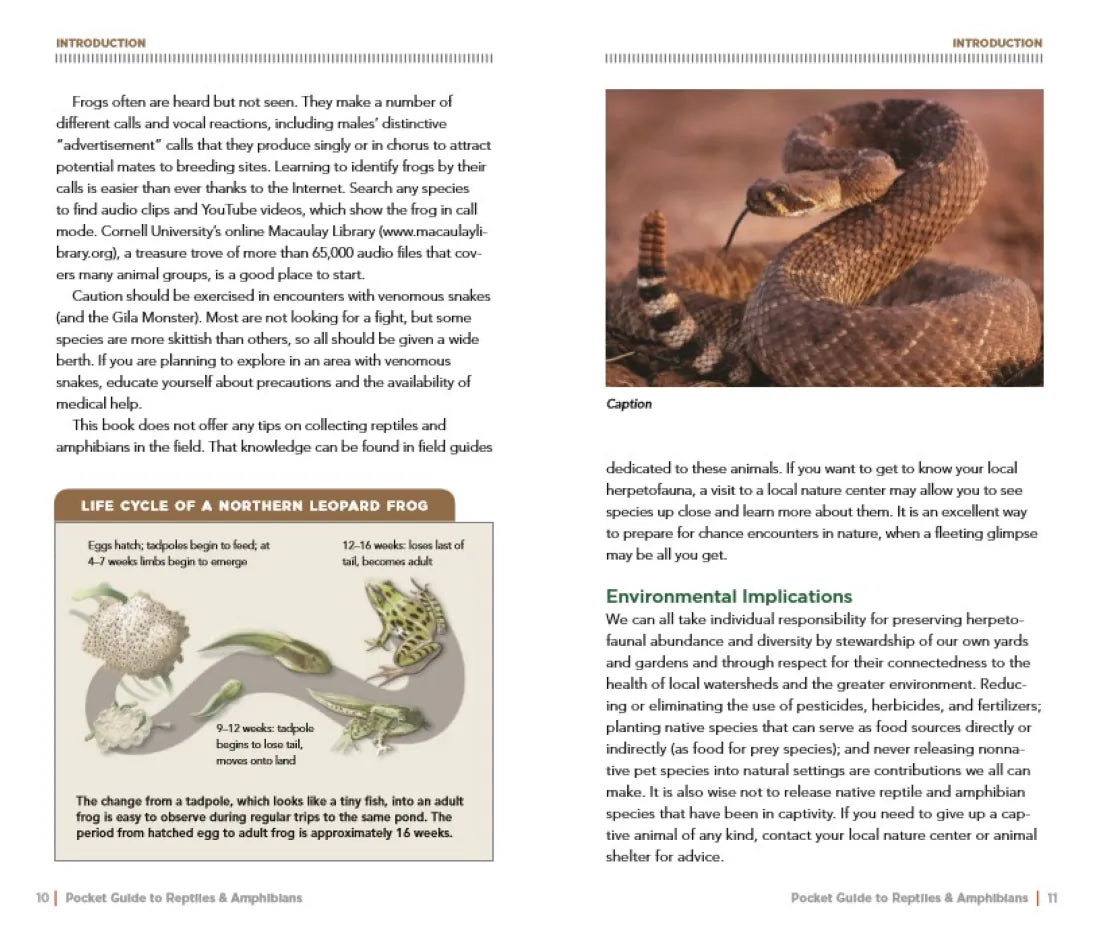 National Geographic Pocket Guide to Reptiles and Amphibians of North America US - Paperback / softback