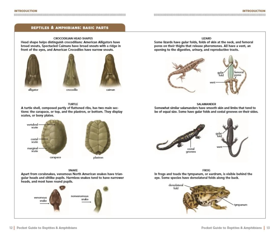 National Geographic Pocket Guide to Reptiles and Amphibians of North America US - Paperback / softback