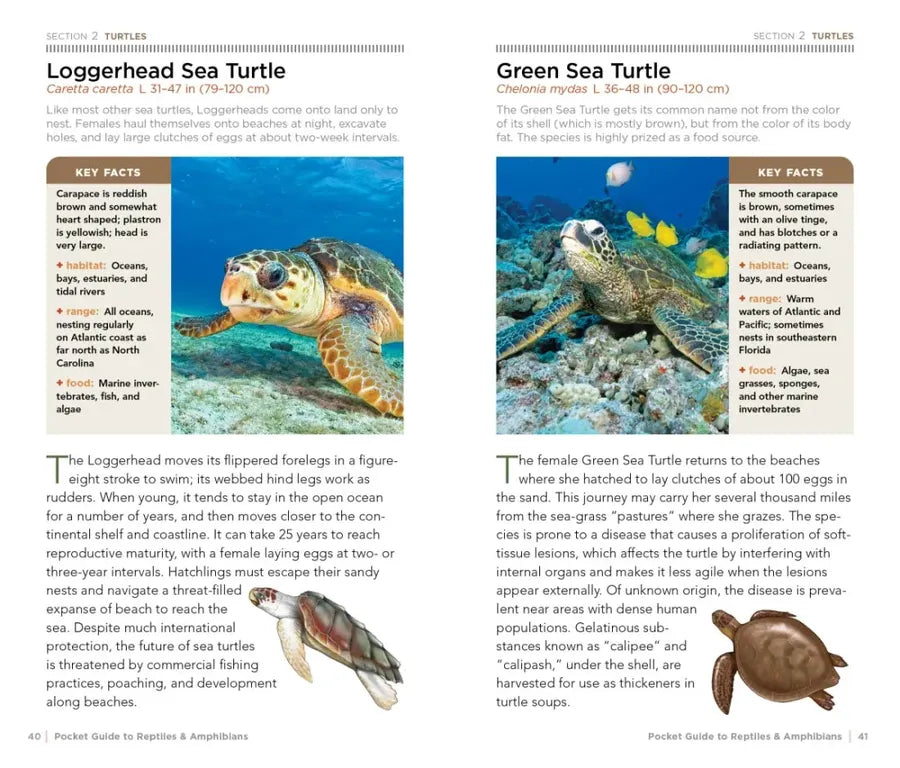 National Geographic Pocket Guide to Reptiles and Amphibians of North America US - Paperback / softback