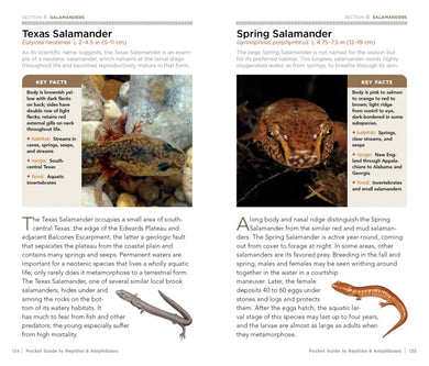 National Geographic Pocket Guide to Reptiles and Amphibians of North America US - Paperback / softback