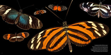 National Geographic Photo Ark Insects US - Hardback
