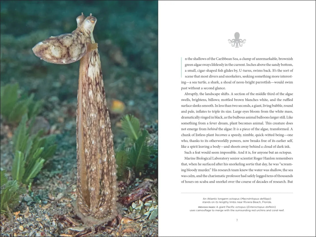 Secrets of the Octopus US - Hardback