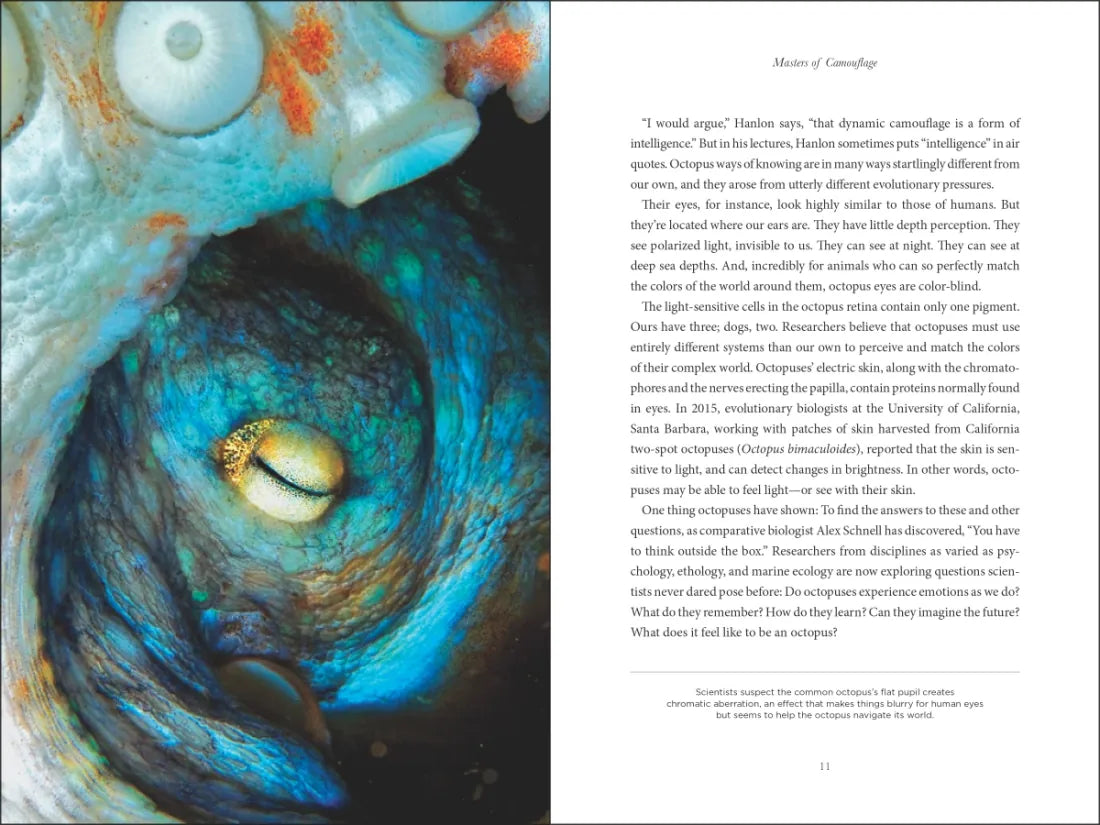 Secrets of the Octopus US - Hardback