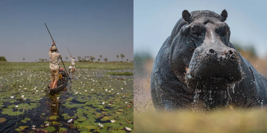Okavango and the Source of Life US - Hardback