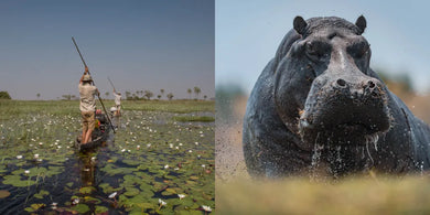 Okavango and the Source of Life US - Hardback