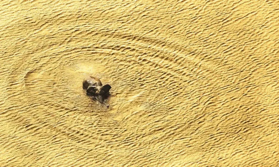 Wild Eye US - Hardback