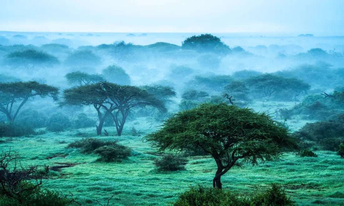 Wild Eye US - Hardback