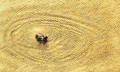 Wild Eye US - Hardback