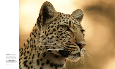 Wild Eye US - Hardback