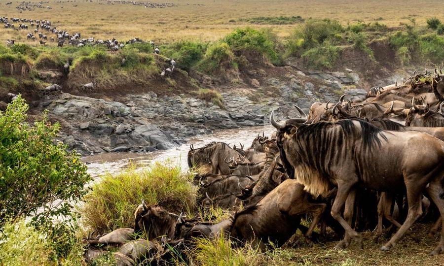 Wild Eye US - Hardback