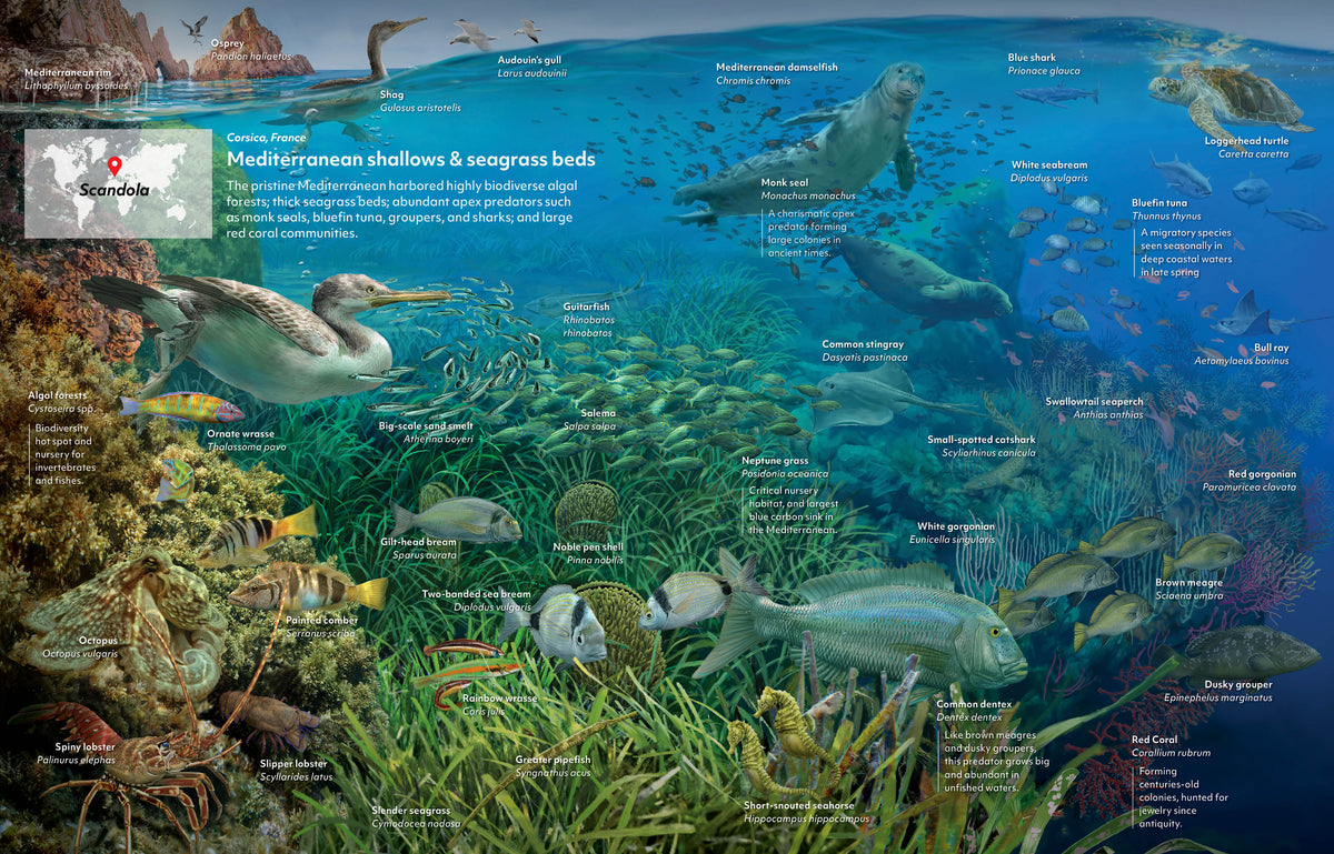 How to Revive Our Ocean interior 5 (ISBN 9781426224478)