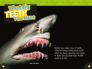 Sharks (National Geographic Kids Readers, Level 2) US - Paperback / softback