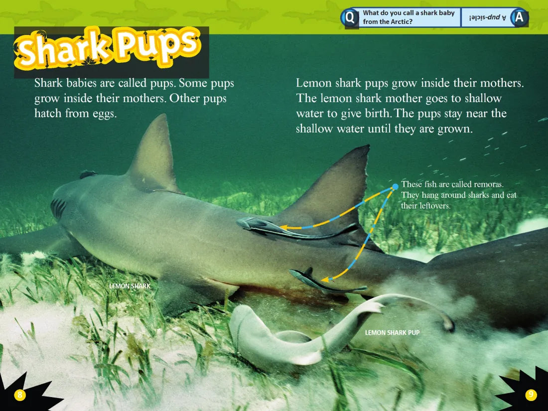 Sharks (National Geographic Kids Readers, Level 2) US - Paperback / softback