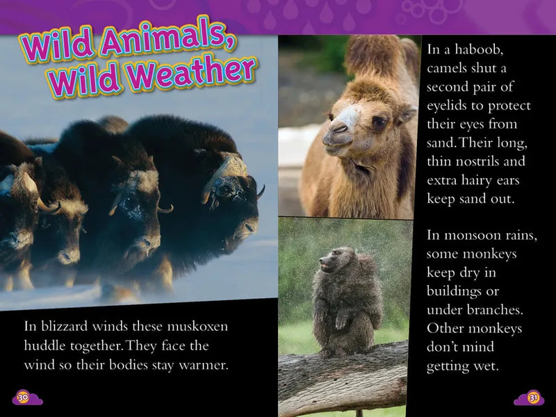 Storms (National Geographic Kids Explore! Readers, Level 1) US - Paperback / softback