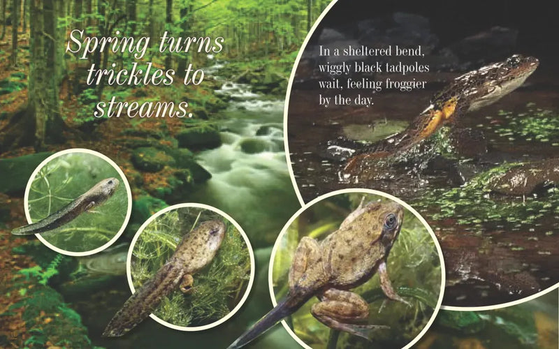 Everything Spring US - Paperback / softback