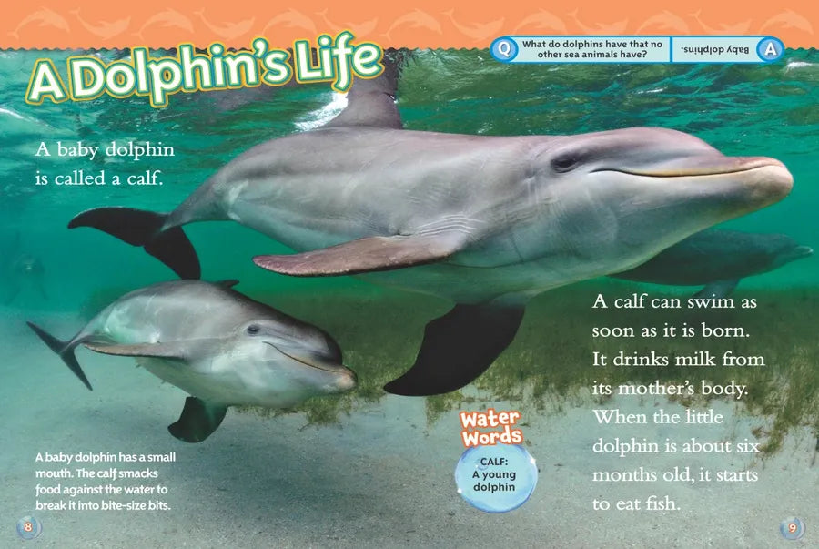 Dolphins (National Geographic Kids Readers, Level 2) US - Paperback / softback