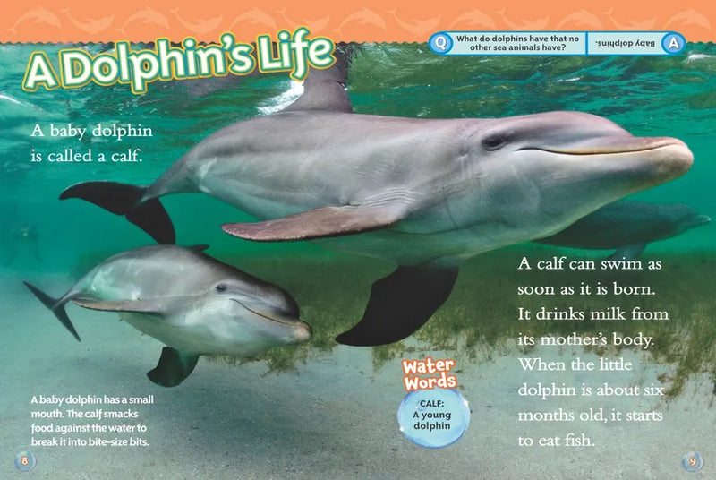 Dolphins (National Geographic Kids Readers, Level 2) US - Paperback / softback