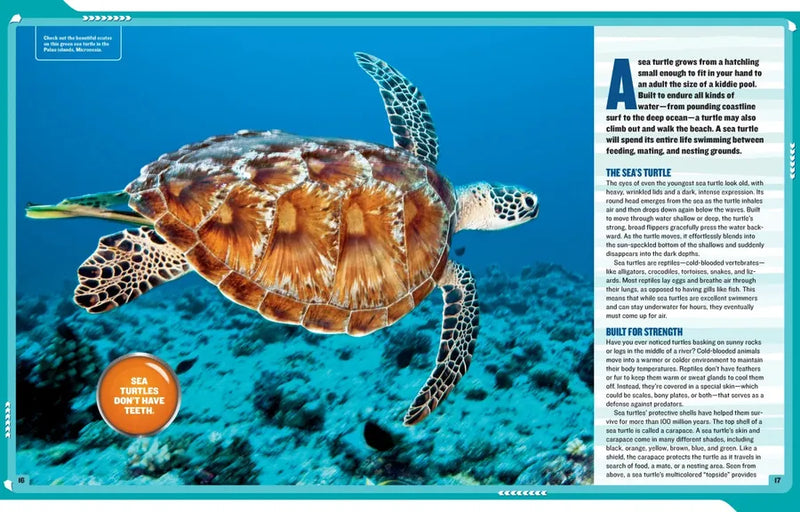 National Geographic Kids Mission: Sea Turtle Rescue US - Paperback / softback