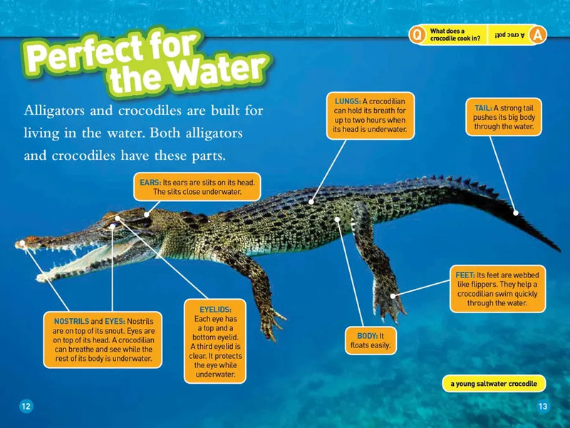 Alligators and Crocodiles (National Geographic Kids Readers, Level 2) US - Paperback / softback