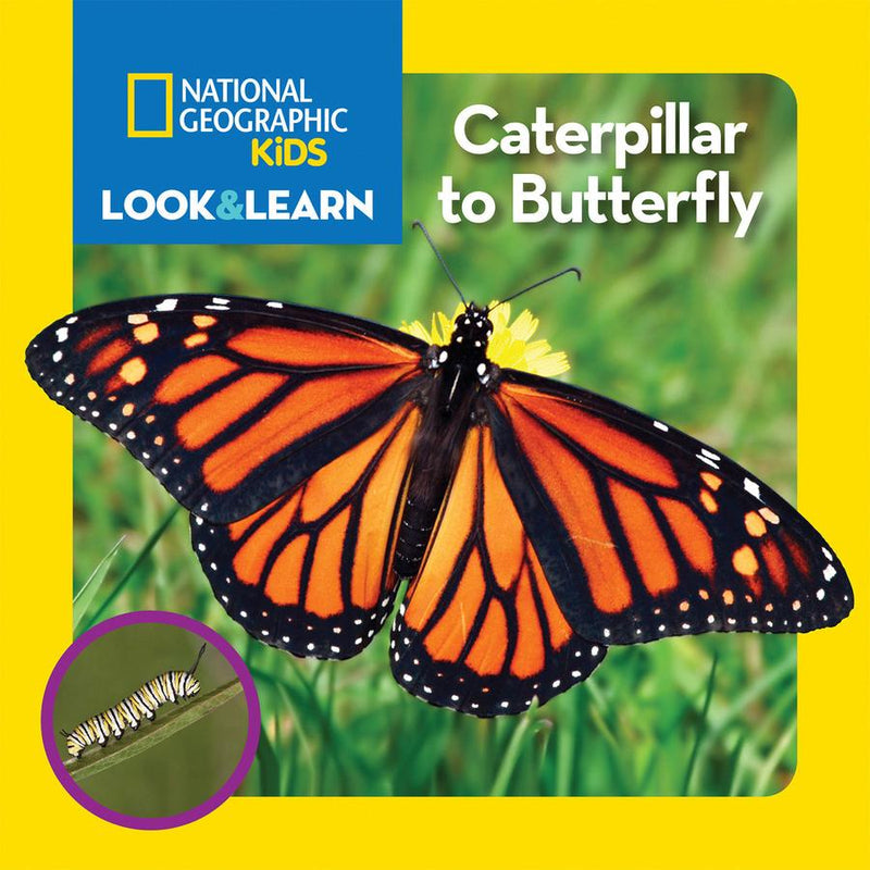 National Geographic Kids Look & Learn: Caterpillar to Butterfly