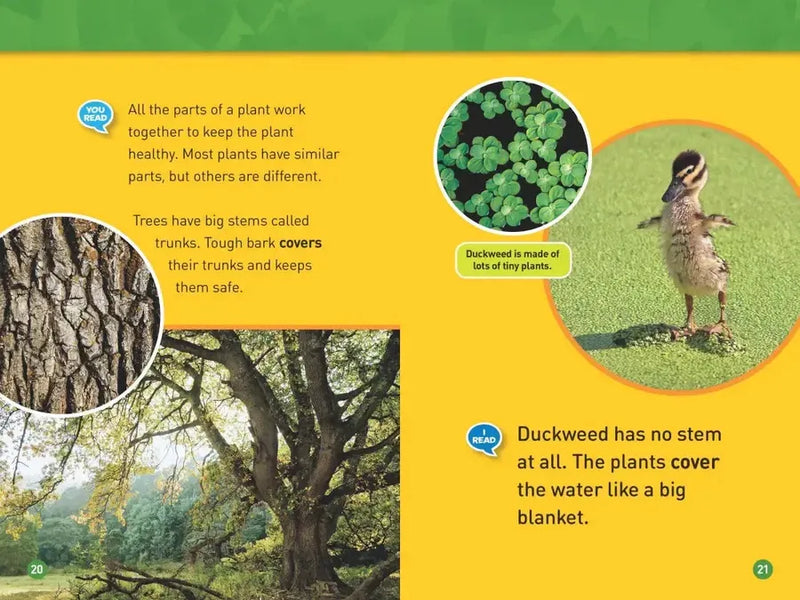 Plants (National Geographic Kids Readers, Level 1/Co-Reader) US - Paperback / softback