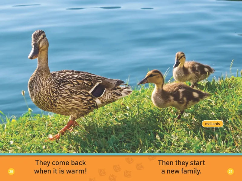 Ducks (National Geographic Kids Readers, Pre-Reader) US - Paperback / softback
