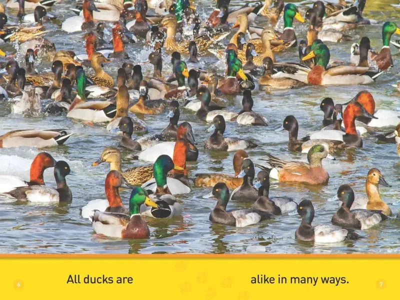 Ducks (National Geographic Kids Readers, Pre-Reader) US - Paperback / softback