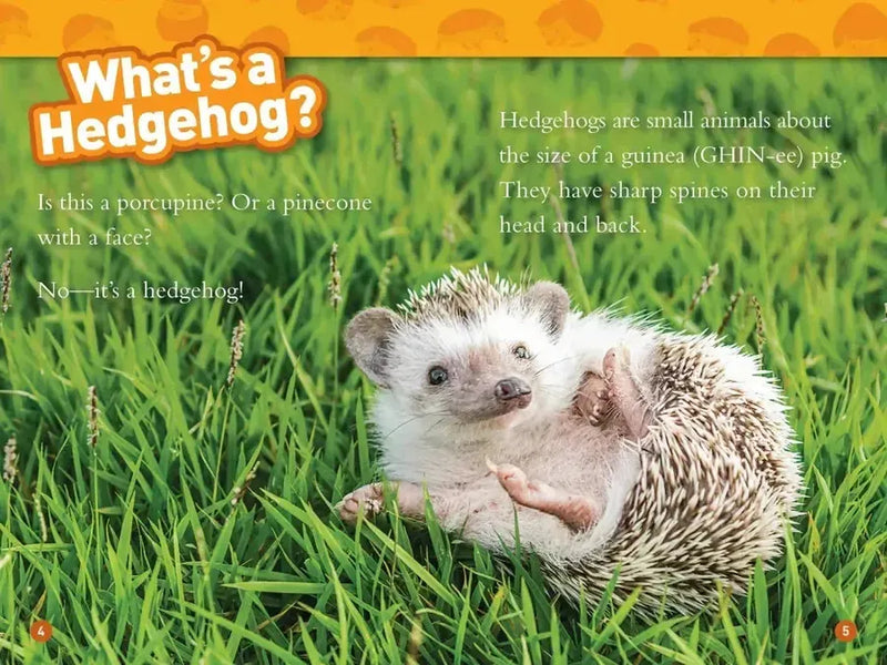 Hedgehogs (National Geographic Kids Readers, Level 1) US - Paperback / softback