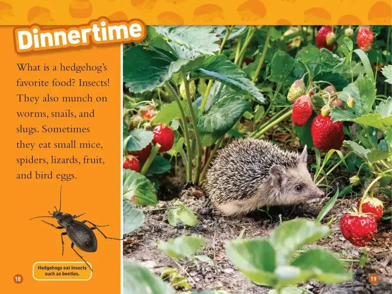 Hedgehogs (National Geographic Kids Readers, Level 1) US - Paperback / softback