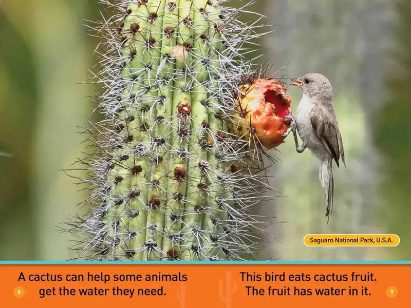 In the Desert (National Geographic Kids Readers, Pre-Reader) US - Paperback / softback