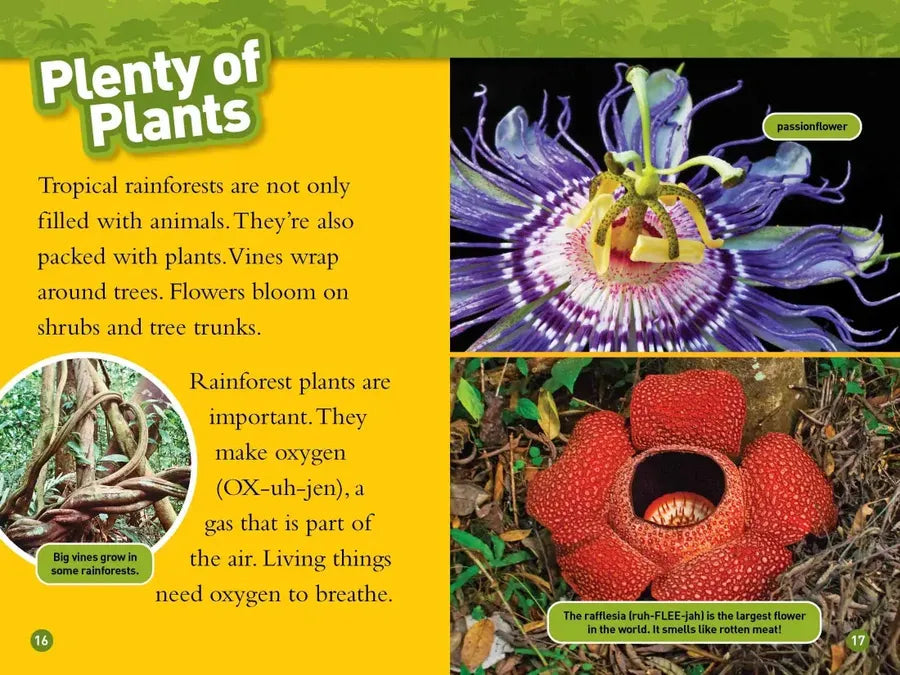 Rainforests (National Geographic Kids Readers, Level 2) US - Paperback / softback