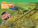 Reptiles (National Geographic Kids Readers, Level 1/Co-Reader) US - Paperback / softback