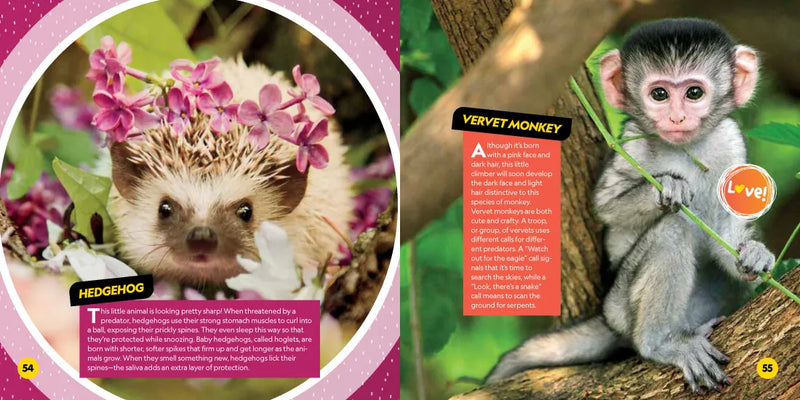 Cutest Animals on the Planet US - Paperback / softback