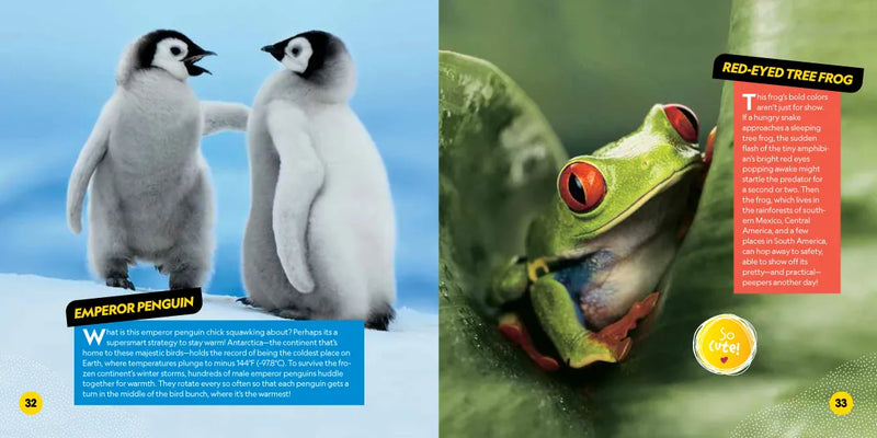 Cutest Animals on the Planet US - Paperback / softback