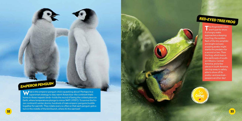 Cutest Animals on the Planet US - Paperback / softback