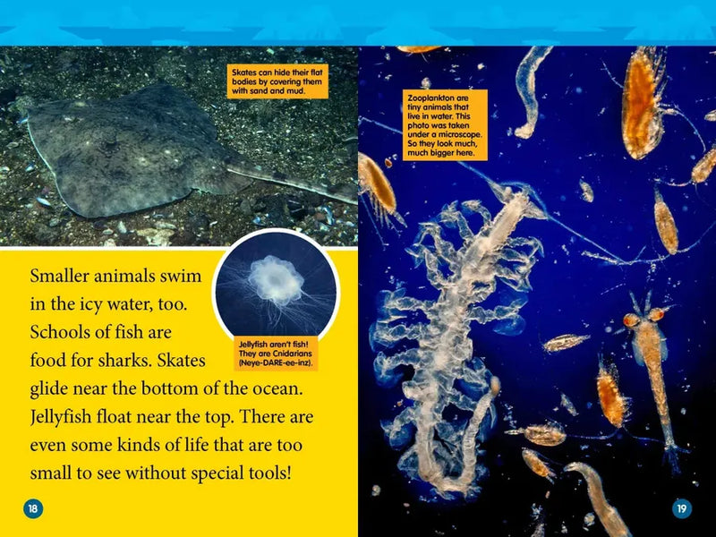 Arctic Animals (National Geographic Kids Readers, Level 2) US - Paperback / softback