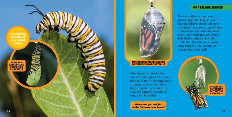 National Geographic Little Kids First Big Book of Baby Animals US - Hardback