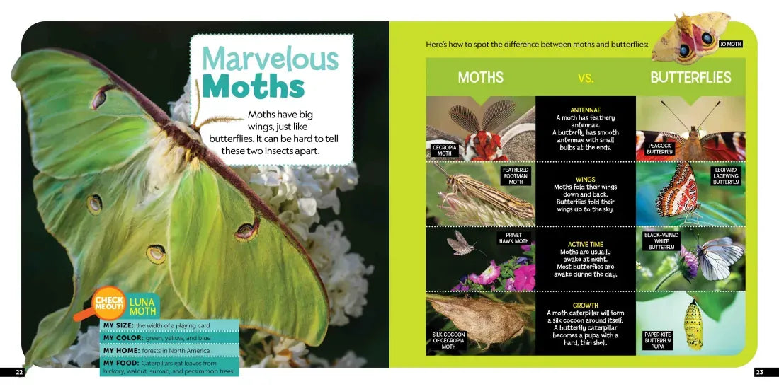 Little Kids First Nature Guide Bugs US - Paperback / softback