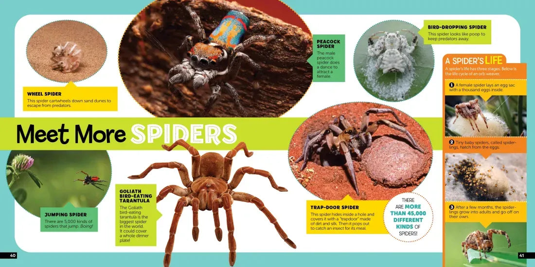 Little Kids First Nature Guide Bugs US - Paperback / softback