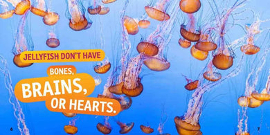 Weird But True! Ocean US - Paperback / softback