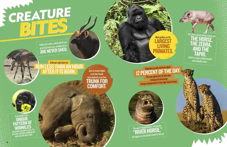 The Ultimate Book of African Animals US - Hardback (9781426371875)