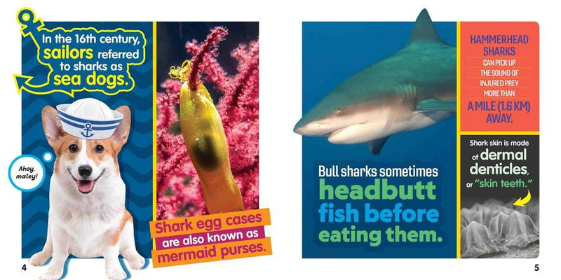 Weird But True! Sharks US - Paperback / softback