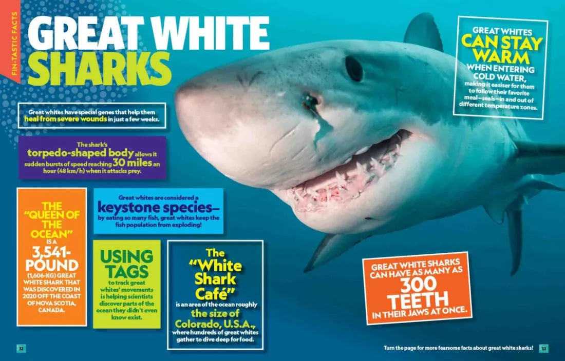 Can't Get Enough Shark Stuff US - Paperback / softback